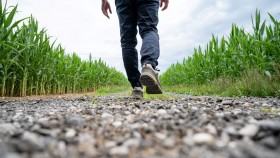  Man walking on a country road running between green corn fields 