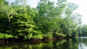 Mangroves