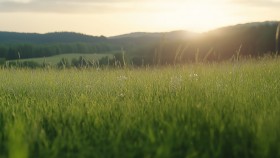 Sunrise over grassy field.