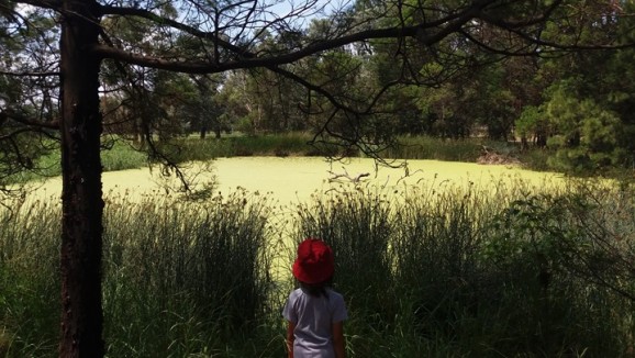A child standing in front of a pond with an algal bloom