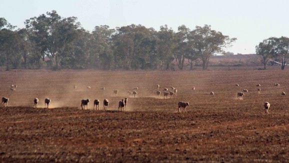 A flock of sheep standing in a dusty drought-stricken farm
