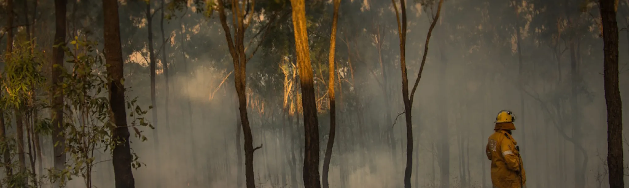 QLD RFS member surveys fire impacted bush. Photo: Adobe.