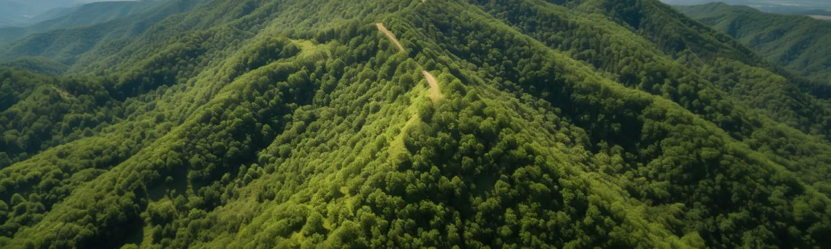 A view from a height of a mountain peak with green trees in the fog.Aerial view