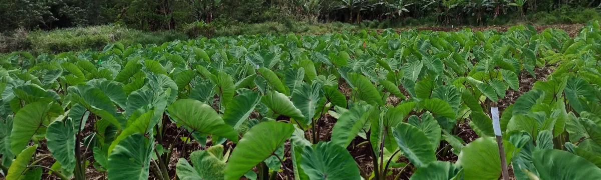 Climate Resilient Food