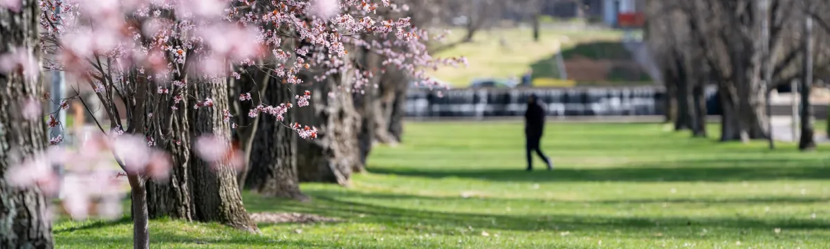 Spring ANU Campus