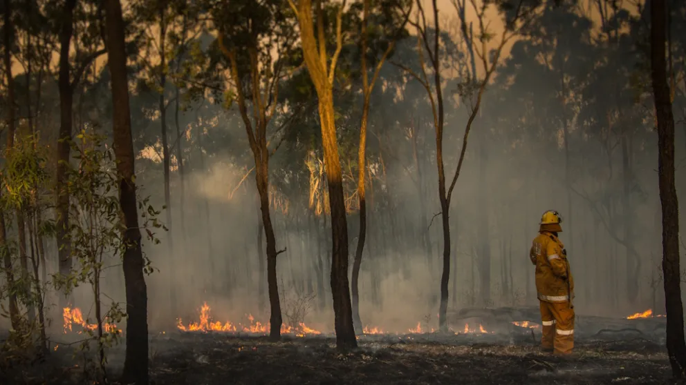 QLD RFS member surveys fire impacted bush. Photo: Adobe.
