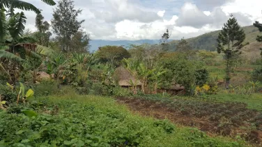 PNG Farm